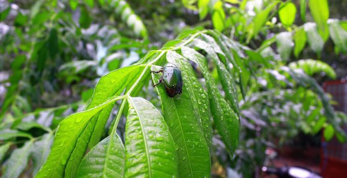 pests and diseases in the garden